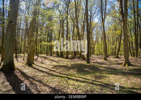 Spring forest in the park surrounding Blatna Castle in Czech Republic. Sunlight filtering through tall trees in peaceful woodland landscape Stock Photo