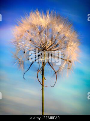 The seed head of western salsify (Tragopogon dubius), aka  western goat's-beard, wild oysterplant, yellow goat's beard, goat's beard, goatsbeard, com Stock Photo