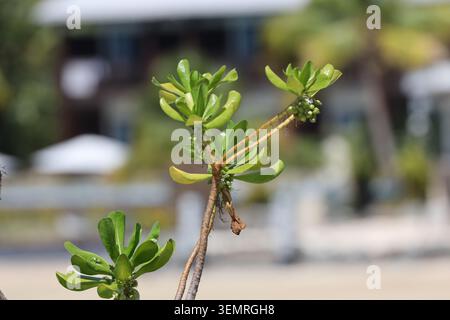 tiny green seeds atop thick stems with clusters of shiny green leaves in sunshine (macro, close-up, tropical) Stock Photo
