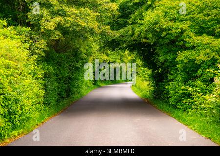 An idyllic country road winding through dense vegetation, with lush green trees whose canopies arch over the paved road. A tunnel of leaves, branches, Stock Photo