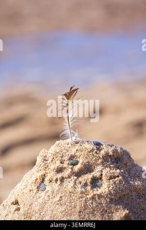 A feather stuck vertically into a pile of sand on the beach. High quality photo Stock Photo