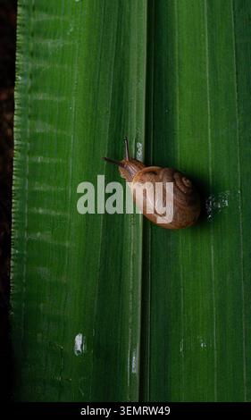 A single overhead shot of small Snail crawling on broad leaf of grass at night after rain with bright lighting Stock Photo