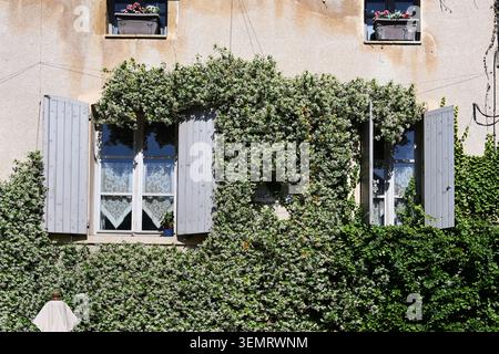 Wall Plant, Climbing Ivy, Vine or Creeper on Facade of Traditional or Old Village with Window Shutters House Lourmarin Luberon Provence France Stock Photo