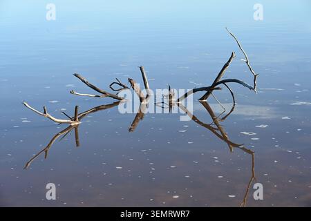 Abstract Patterns & Reflections of Submerged Dead Tree Branches Reflected in Lavalduc Lake or Etang de Lavalduc Provence France Stock Photo