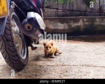 Cautious Ginger Stray Kitten Sitting Next to a Motorcycle. A cute young ginger tabby stray cat sitting on the concrete ground next to a parked scooter Stock Photo