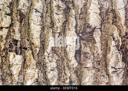 Detailed close-up of a rugged rock formation displaying natural fractures, layered mineral patterns and weathered textures. An organic geological back Stock Photo