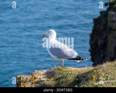 Seagull Standing on Coastal Cliff Above Blue Ocean Stock Photo