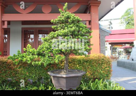 Artistic bonsai tree with dense green foliage in dark ceramic pot situated on stone tiled path near red building and garden shrubbery. Stock Photo