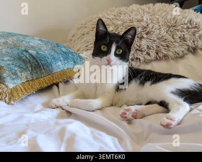 Black and White Cat, young black and white cat resting on bed at home Stock Photo
