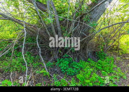 Close up view of old willow tree with tangled branches in wild green forest. Sweden. Stock Photo