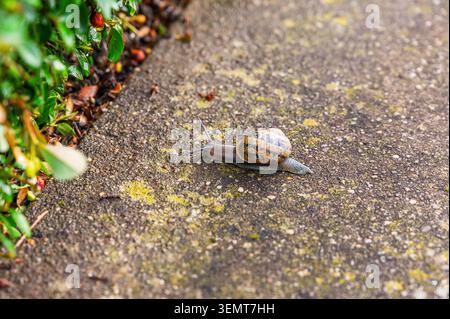 A snail with a patterned shell slowly crawls on a textured concrete path near green foliage Stock Photo