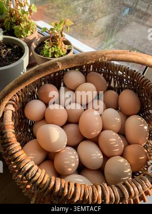 Home-raised chicken eggs sit in a basket by a window. Bright flowers fill a vase nearby. Natural light shines through the glass, showing colorful bloo Stock Photo