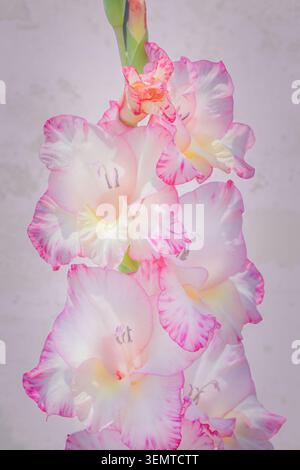 Pink and White Gladiolus Flower on a Soft White Background Stock Photo