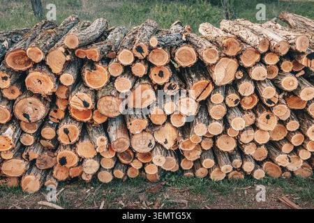 Firewood logs neatly stacked, showing bark texture and cut ends. Natural resource for fuel and renewable energy Stock Photo