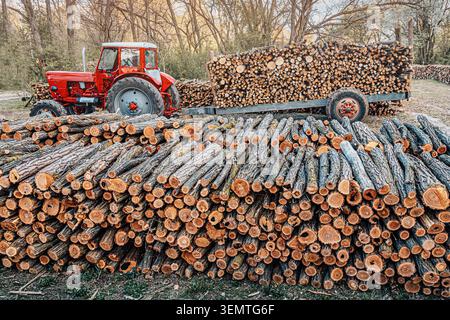 Tractor with trailer transporting cut timber logs for fuel, stacked in rural forest environment, preparing for winter Stock Photo