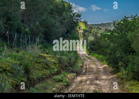 A rugged dirt road winds uphill through the dense woodland of Bosco di Santo Pietro near Caltagirone, Sicily, flanked by Mediterranean scrub, evergree Stock Photo