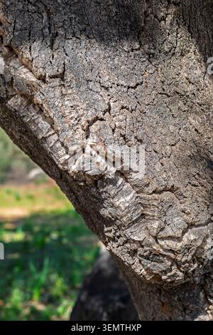Extreme close-up detail of deeply textured cork oak tree bark at a major branch fork, revealing the characteristic chunky, fissured cork layers typica Stock Photo