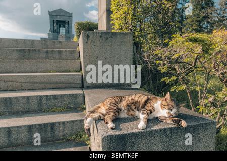 Tabby cat resting peacefully on the warm stone stairs of Monument to the Unknown Hero in Avala, Belgrade Stock Photo