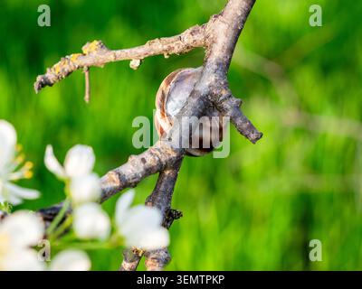 grape snail on branch of old cherry tree closeup on sunny spring day in green garden in background Stock Photo
