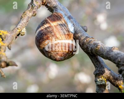 grape snail on twig of old cherry tree close-up on sunny spring day Stock Photo