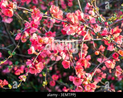 pink blooms on twigs of chaenomeles shrub illuminated by setting sun in warm spring evening Stock Photo