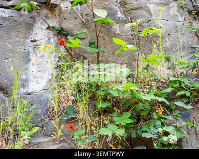 vegetation on basalt wall of Hrazdan gorge in Yerevan city on spring day Stock Photo