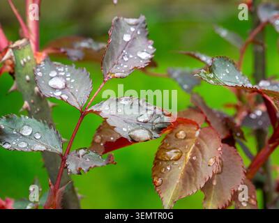 raindrops on leaves of rose bush close-up in garden after spring rain Stock Photo