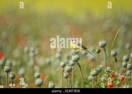 Yellow wagtail resting on poppy seed heads in a rural crop field, surrounded by soft summer light and blurred farmland vegetation. Stock Photo