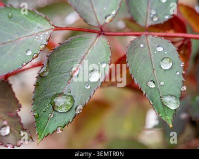 raindrops on leaves of rose bush close-up after spring rain Stock Photo