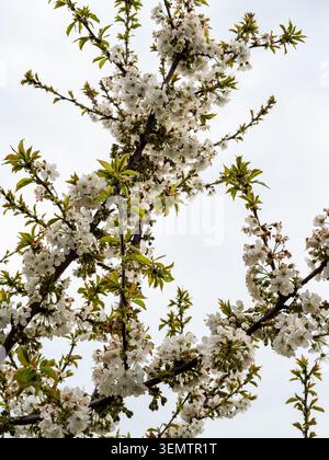 tree branches with white flowers and cloudy gray sky in background in spring day Stock Photo