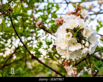 white cherry blossoms on tree close-up in spring dusk Stock Photo