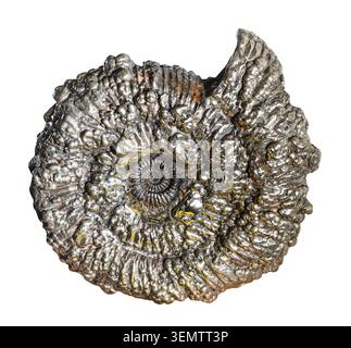 ammonite pyrite fossil cutout on white background Stock Photo