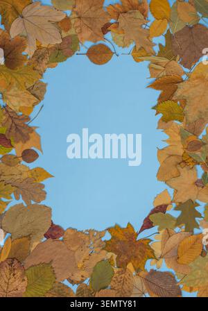 Creative photo of colorful leaves frame on blue background. Autumn background with colorful leaves frame on blue table. Stock Photo