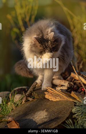 Young cat relaxing outdoor in fall sunset. Happy beautiful cat stands among the colorful bright fall. Young cat enjoying a beautiful colorful bright f Stock Photo