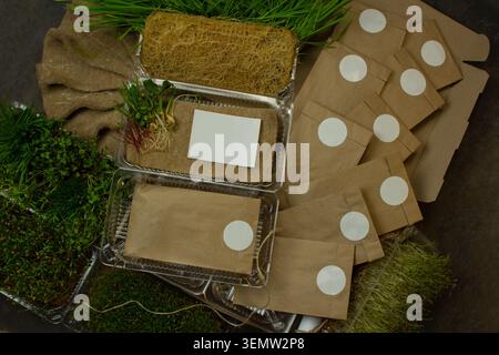 Transparent cultivation trays packed with germinated green shoots surround open brown cardboard delivery box. Microgreens gift set with germinated spr Stock Photo