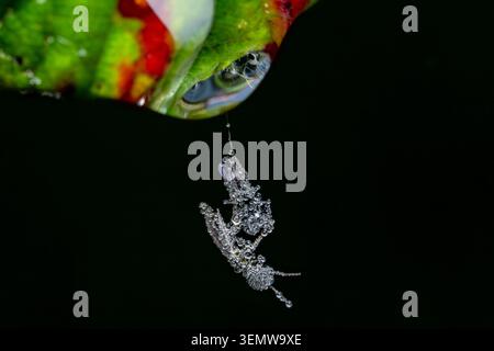 Two dew-covered midges hang suspended on a spider's thread in Bristol — dressed head to toe in tiny diamonds and going nowhere fast. Stock Photo