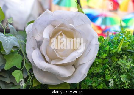 Close-up of a decorative white rose surrounded by green foliage with colorful umbrellas blurred in the background. Stock Photo