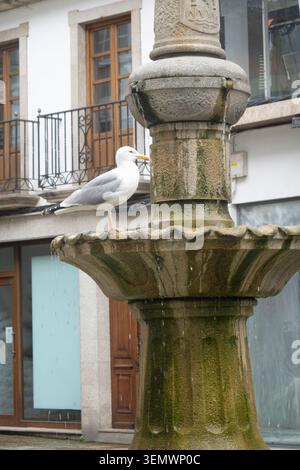 Seagull perched on an old stone fountain in the historic town of Viveiro, Lugo province, in Galicia, Spain. Stock Photo