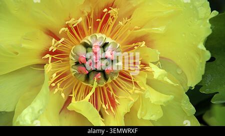 Macro photography of an intersectional yellow peony heart. Stock Photo
