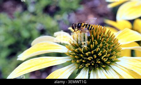 Hoverfly feeding on a yellow coneflower in a garden. Stock Photo