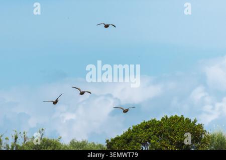 Flock of wild ducks flying above Les Madrigueres wetland under dramatic clouds in coastal Catalonia, Spain Stock Photo