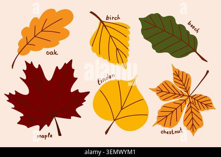 Autumn herbarium, a collection of hand-drawn dried forest leaves, common trees of Europe clip art Stock Vector