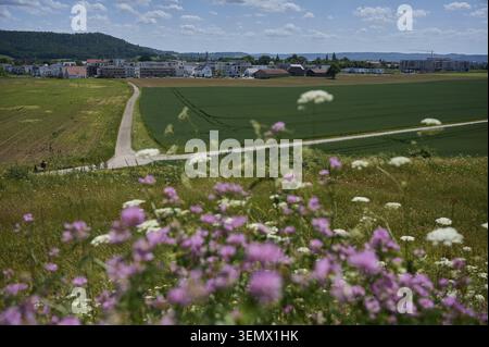 View from Table Mountain of the Sonnenrain residential area, local recreation area, walk, flora, fauna, colorful crown wicke, June, Hessental, Schwaeb Stock Photo