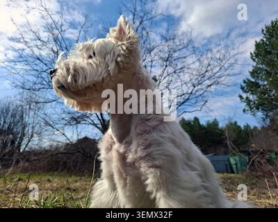 A white West Highland Terrier sits in a field. The dog looks to the side with a blue sky and wispy clouds above. Nearby trees are visible in the backg Stock Photo
