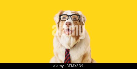 Intelligent australian shepherd dog wearing glasses and striped tie on yellow background, business and education, the dog smiles happily concepts of b Stock Photo