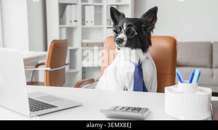 Intelligent papillon dog wearing glasses and tie working at office desk with laptop and calculator Stock Photo