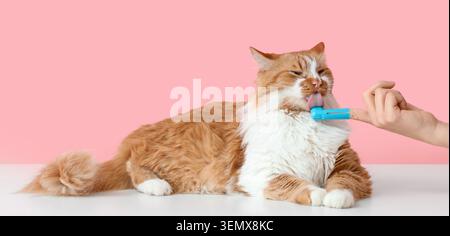 Ginger and white cat licking finger toothbrush for dental hygiene, pet care and grooming, oral health maintenance Stock Photo