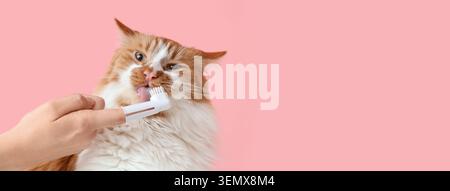 Ginger and white cat getting teeth brushed with finger toothbrush, pet dental hygiene and oral care, the domestic feline is isolated on a pink studio Stock Photo