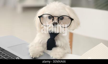 Intelligent white maltese dog wearing glasses and tie working on laptop, business and education Stock Photo