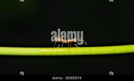Red Ant Walking on Green Stem Isolated on Black Background Stock Photo